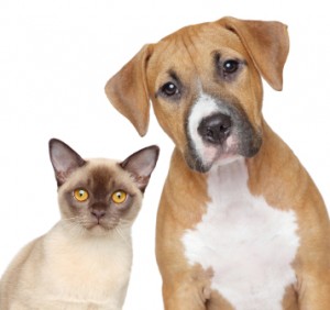 My Ex Stole My Pet