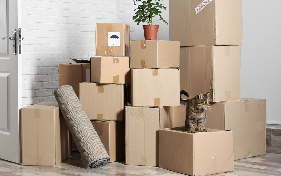 Moving in Chapel Hill